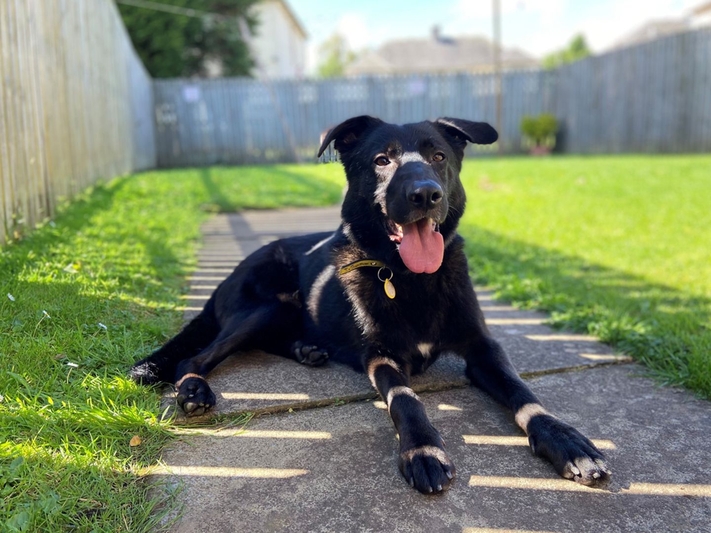 Duggie the Underdog plays with a stick outdoors