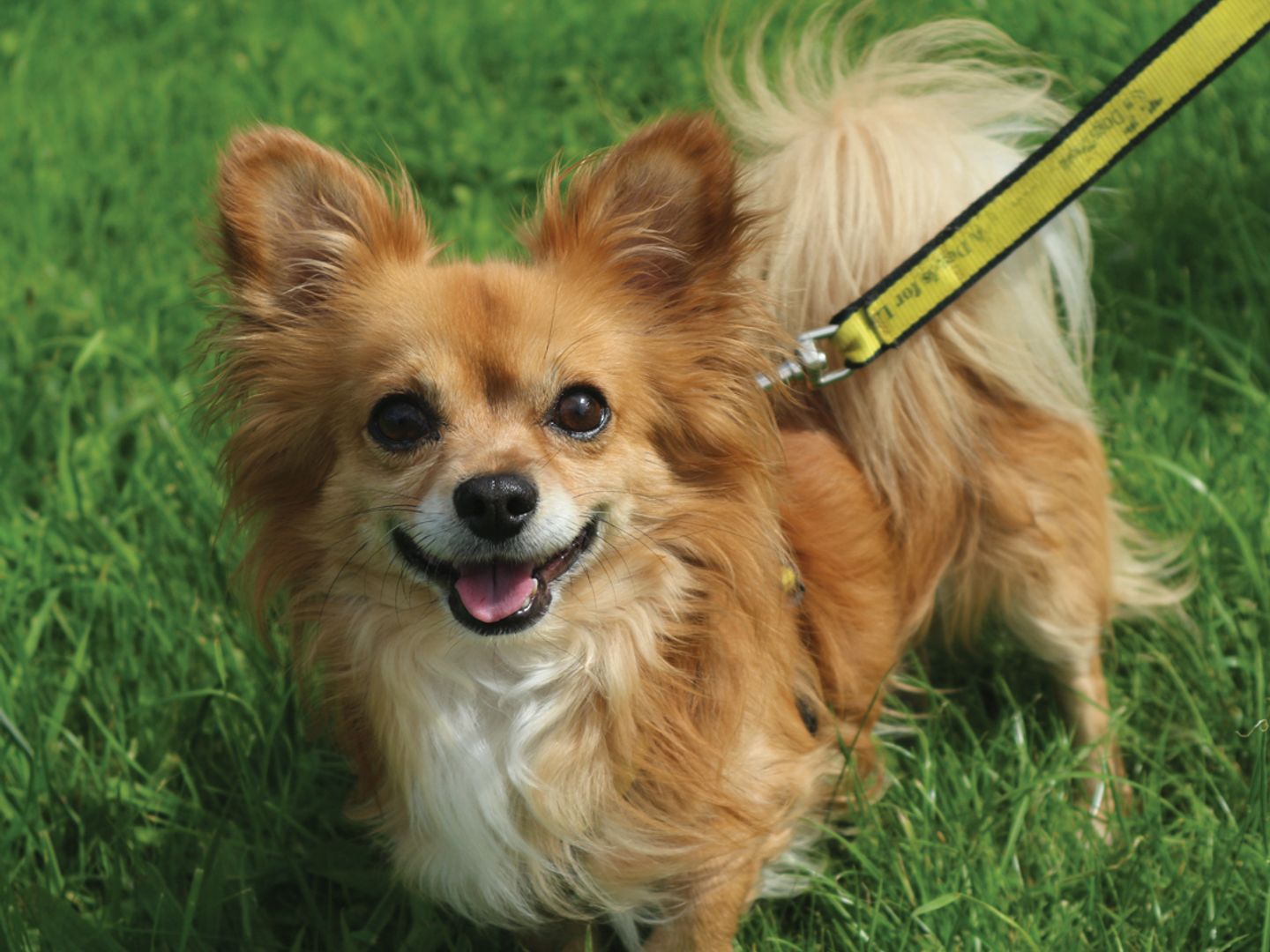 Pauly the Pomeranian smiling outdoors