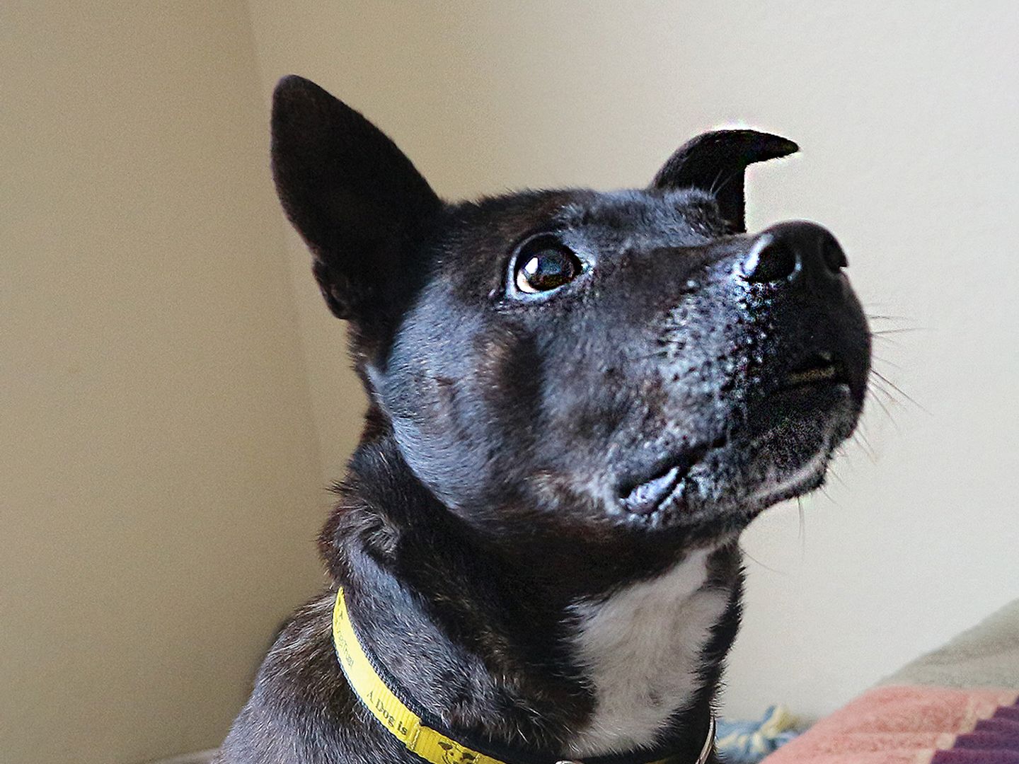 Close up of Safiya the Staffie