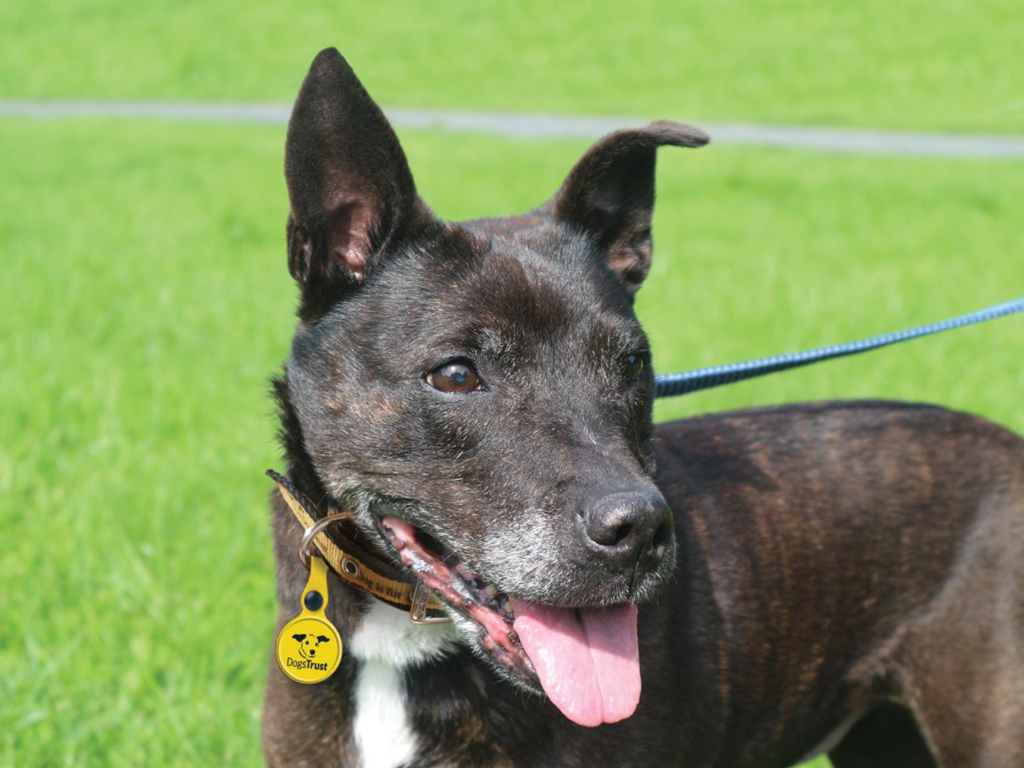 Close up of Safiya the Staffie outside smiling