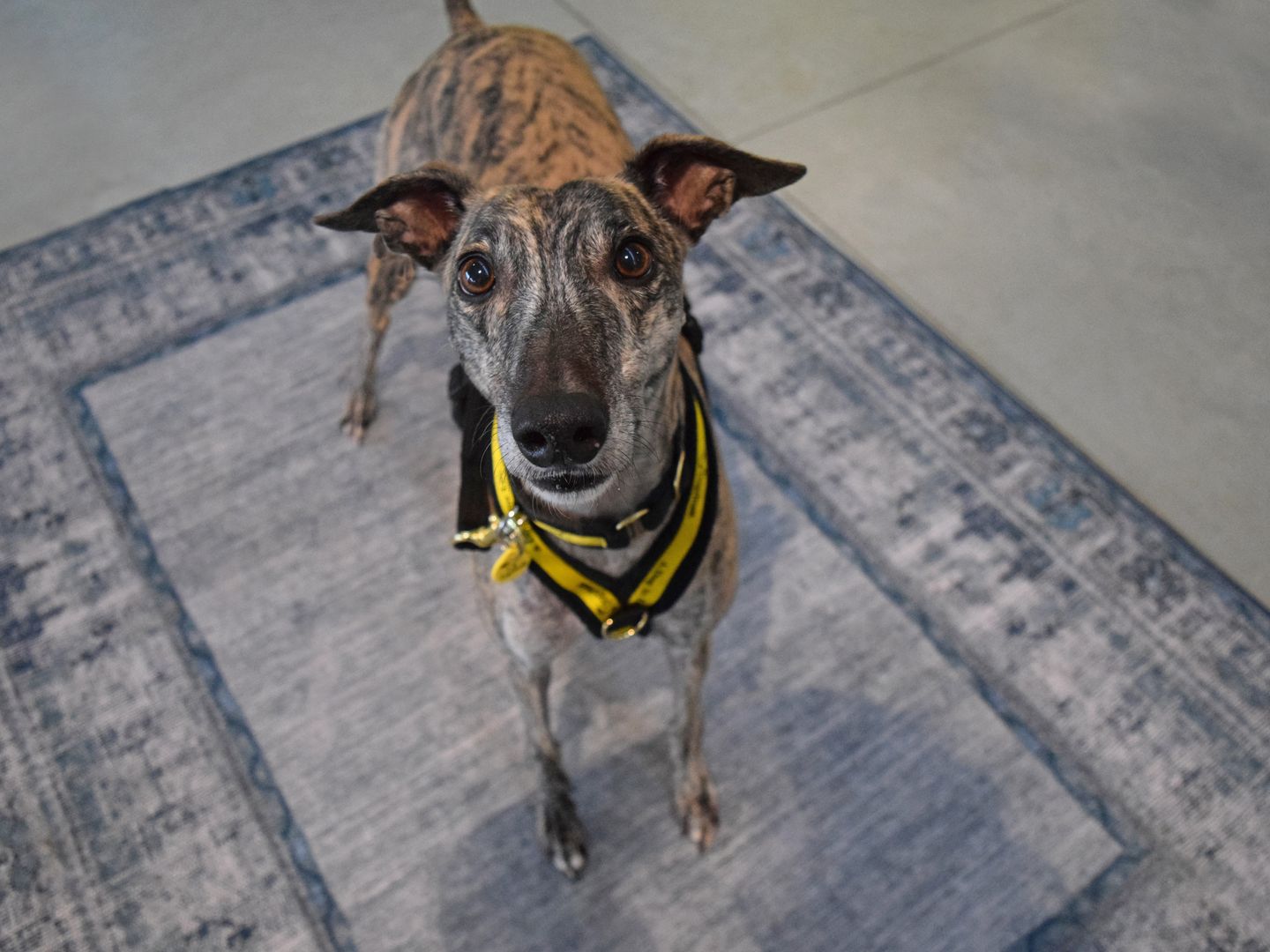 Charmer the brindle greyhound wearing a black and yellow dogs trust harness, photographed from above standing on a blue rug. 