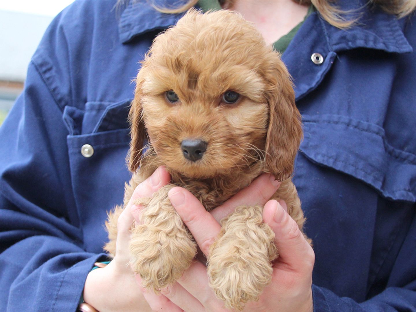 Rhubarb the Poodle Cross puppy at 8 weeks old