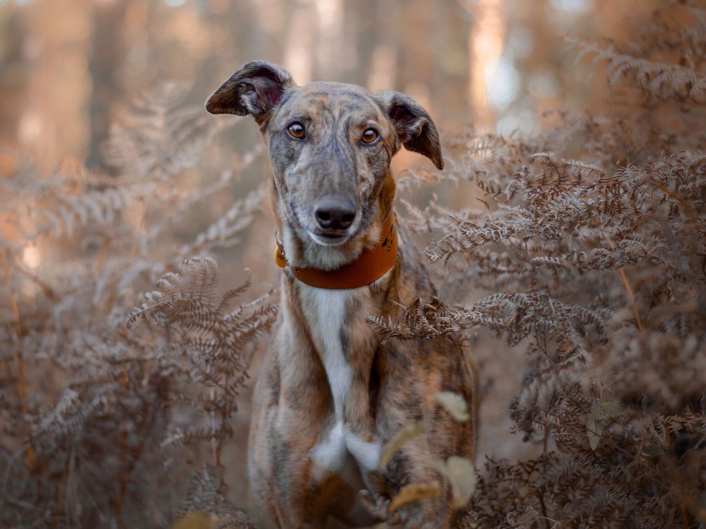 Brindle Greyhound dog wearing a brown leather collar, amongst brown trees in the woods.