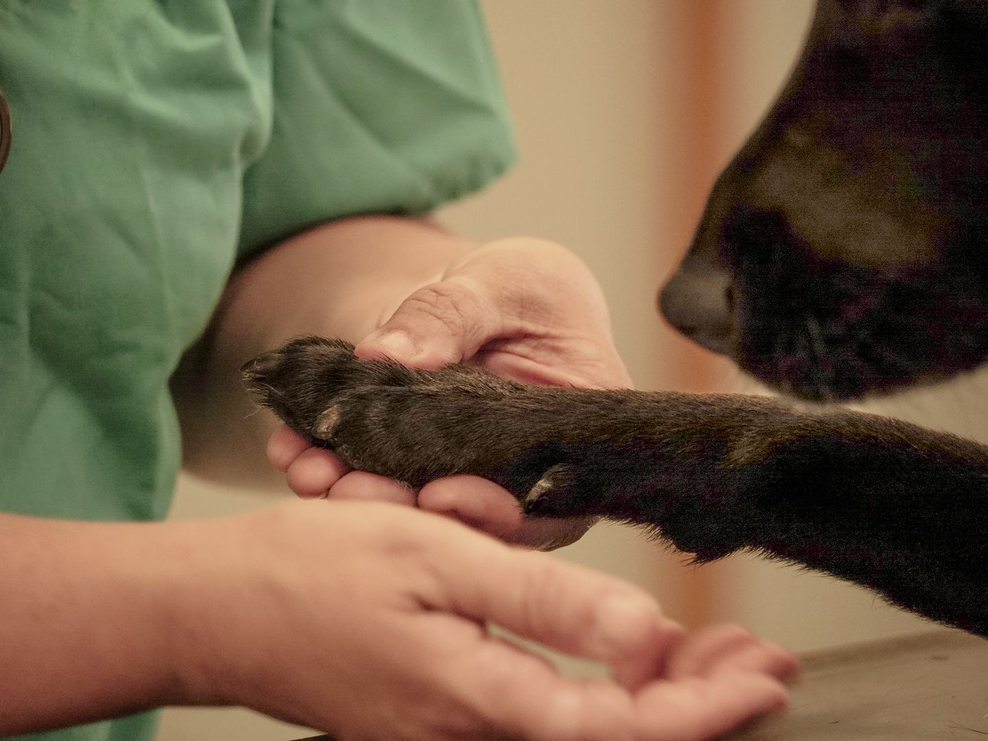 Chocolate Labrador giving paw at a vet clinic