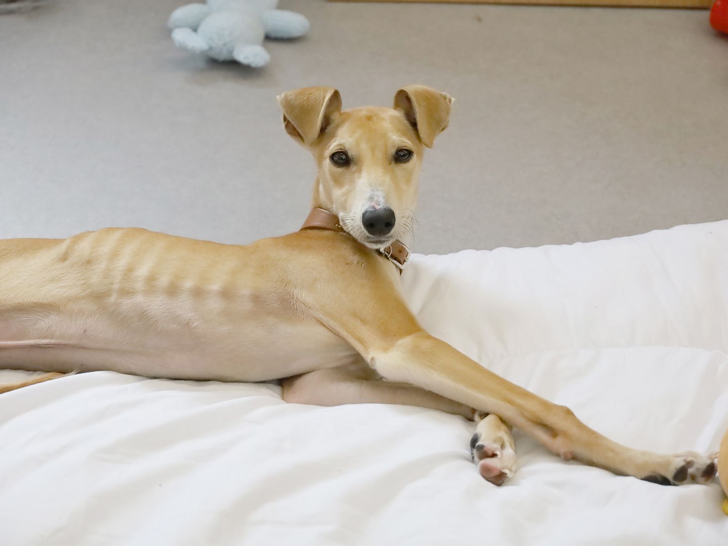 Rupert the Lurcher puppy at three months old