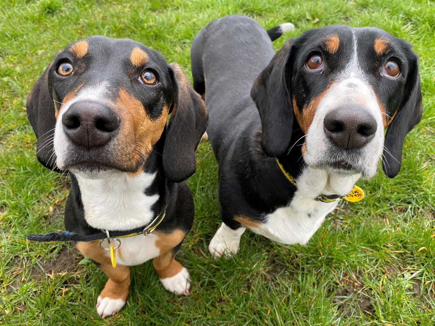 Basset Hounds Dasher and Posie