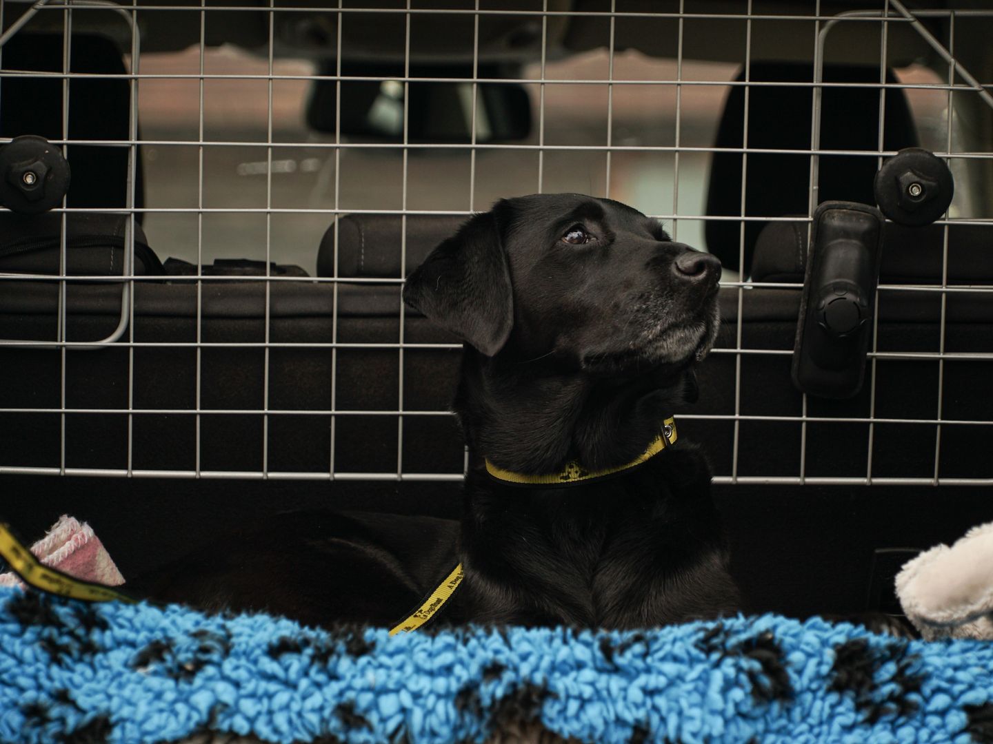 Coco the black labrador is well behaved sitting in a car boot with a blue and black blanket.