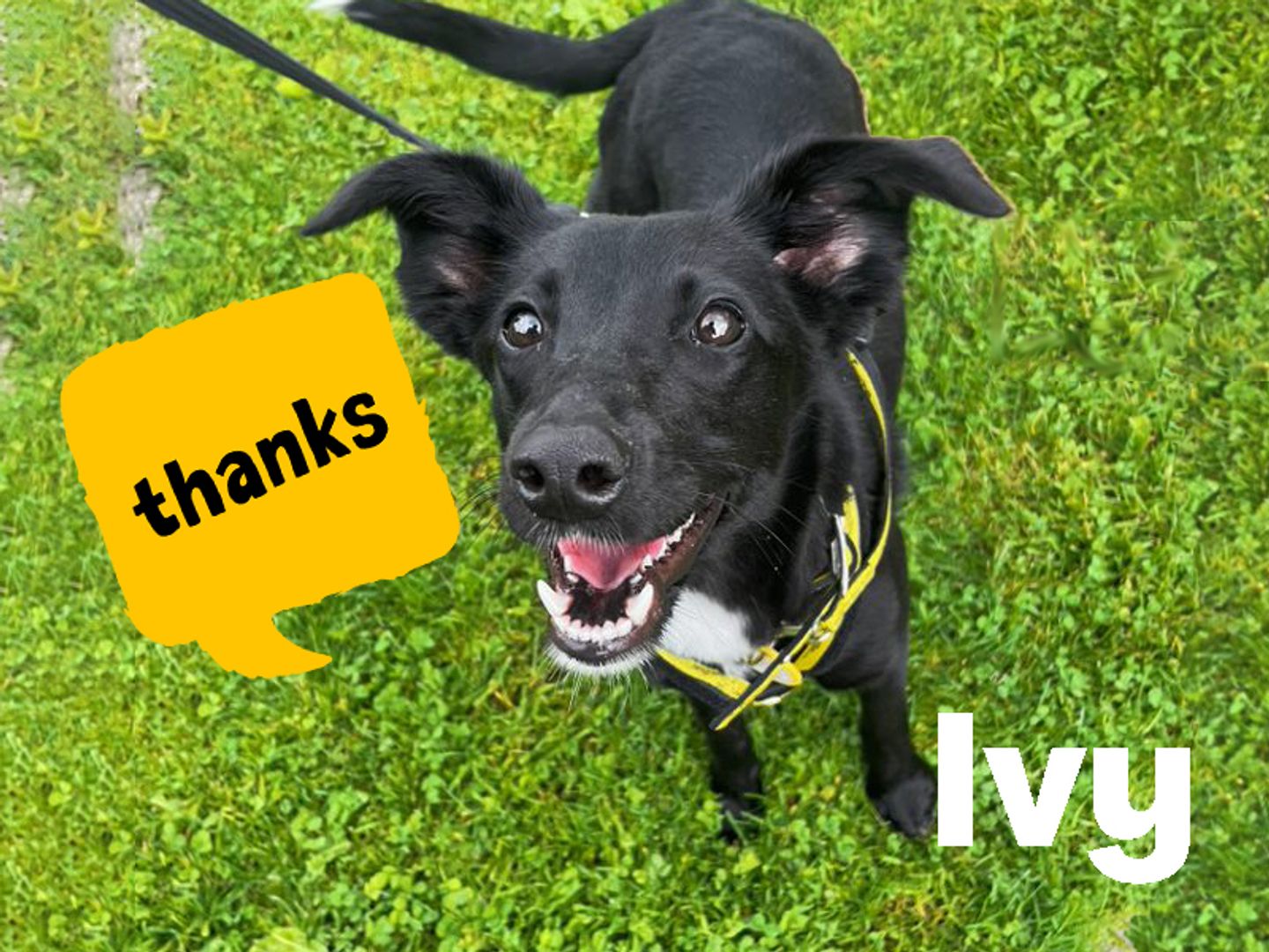 Ivy a black and white small crossbreed dog looking up at the camera on some green grass. There is a yellow speech bubble next to her which says thank you inside it.