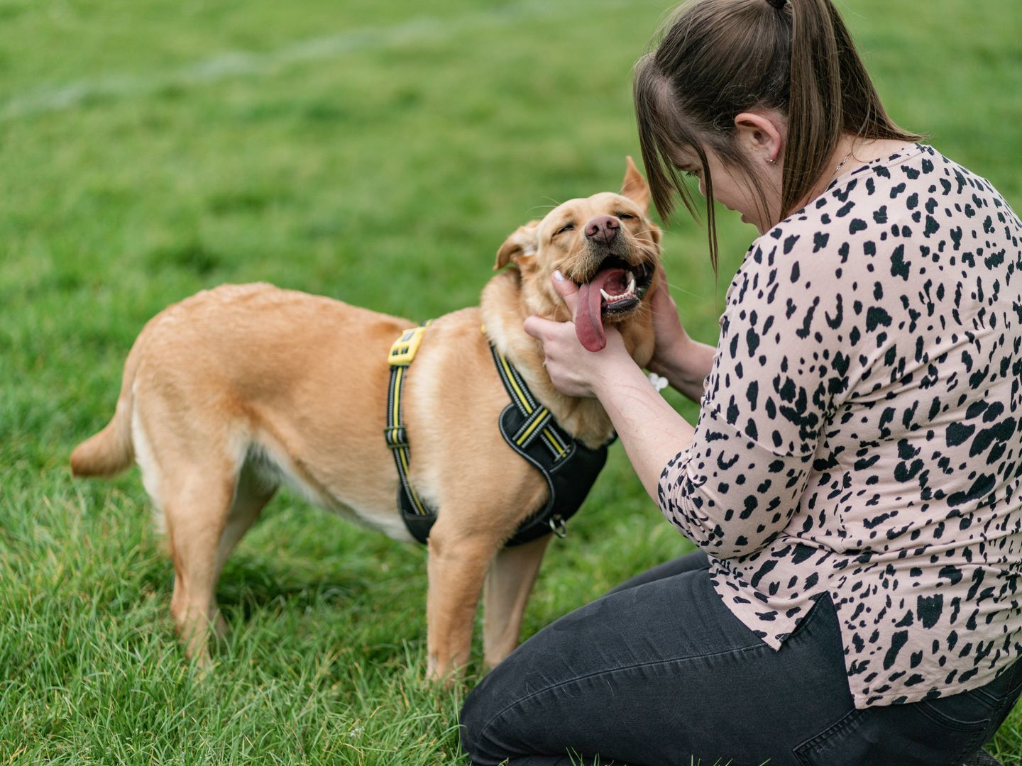 A labrador smiles with their tongue out while their owner fusses them in a park