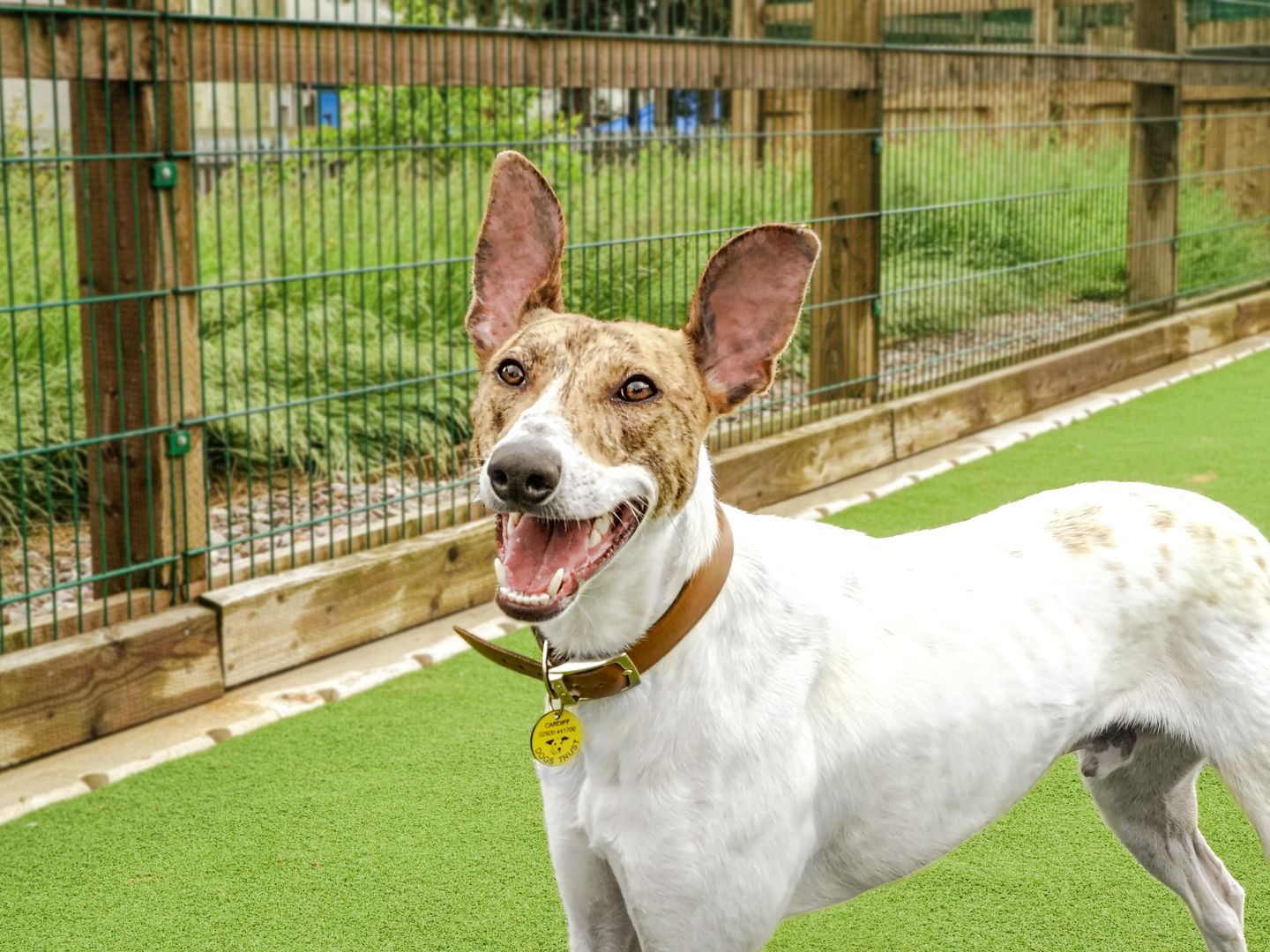 Louie the white and tan Lurcher wearing a brown leather collar with a dogs trust yellow tag, outside waiting to play in a green outside area in Cardiff rehoming centre, looking at the camera smiling with his mouth open.