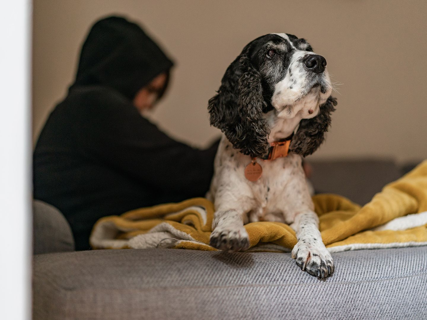 Photo of Marley the Spaniel resting on his blanket at home