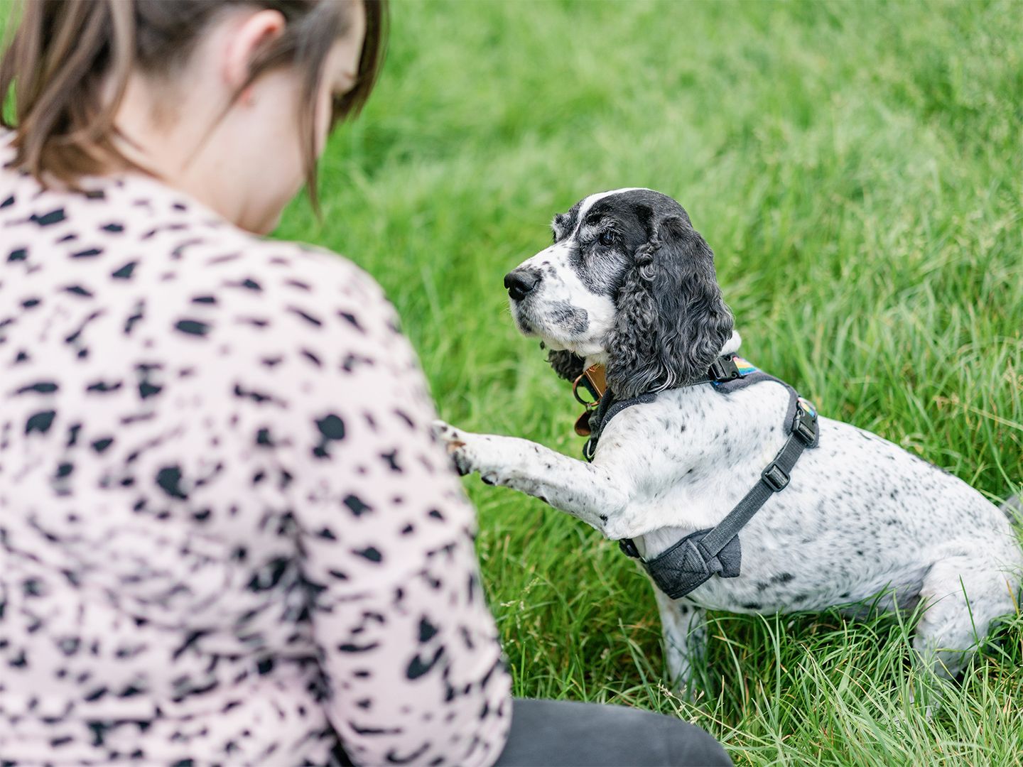 Photo of Marley the Spaniel giving paw in the park