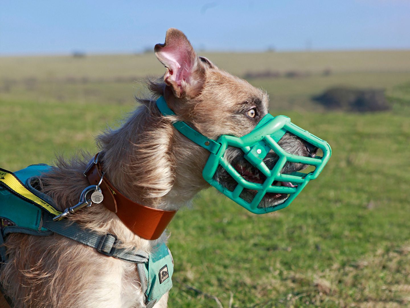 Tula the Lurcher wears a muzzle while enjoying a woodland walk in Shoreham.