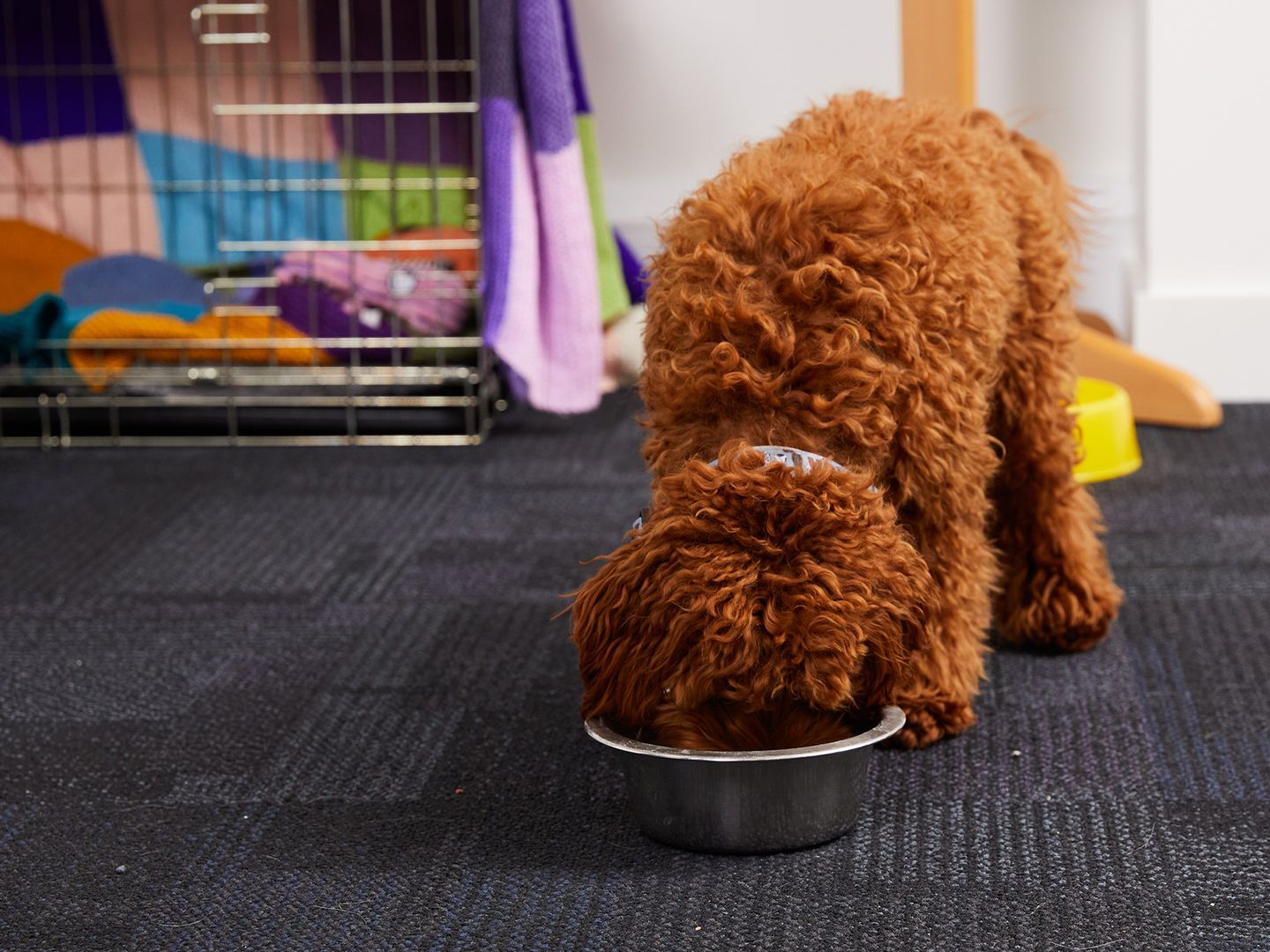 Poodle cross drinking from a water dish in a dog-friendly office