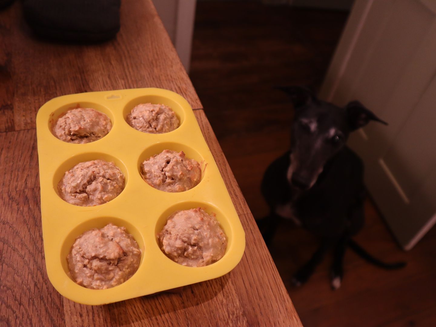 apple spiced cupcakes batter in a cupcake silicone mold on a counter, with a black greyhound dog looking up at it