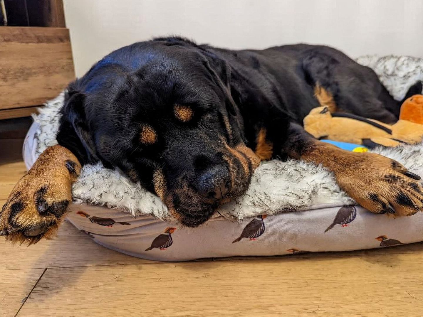 Daisy a large adult black and tan Rottweiler, sleeping in a grey fluffy bed on the floor.