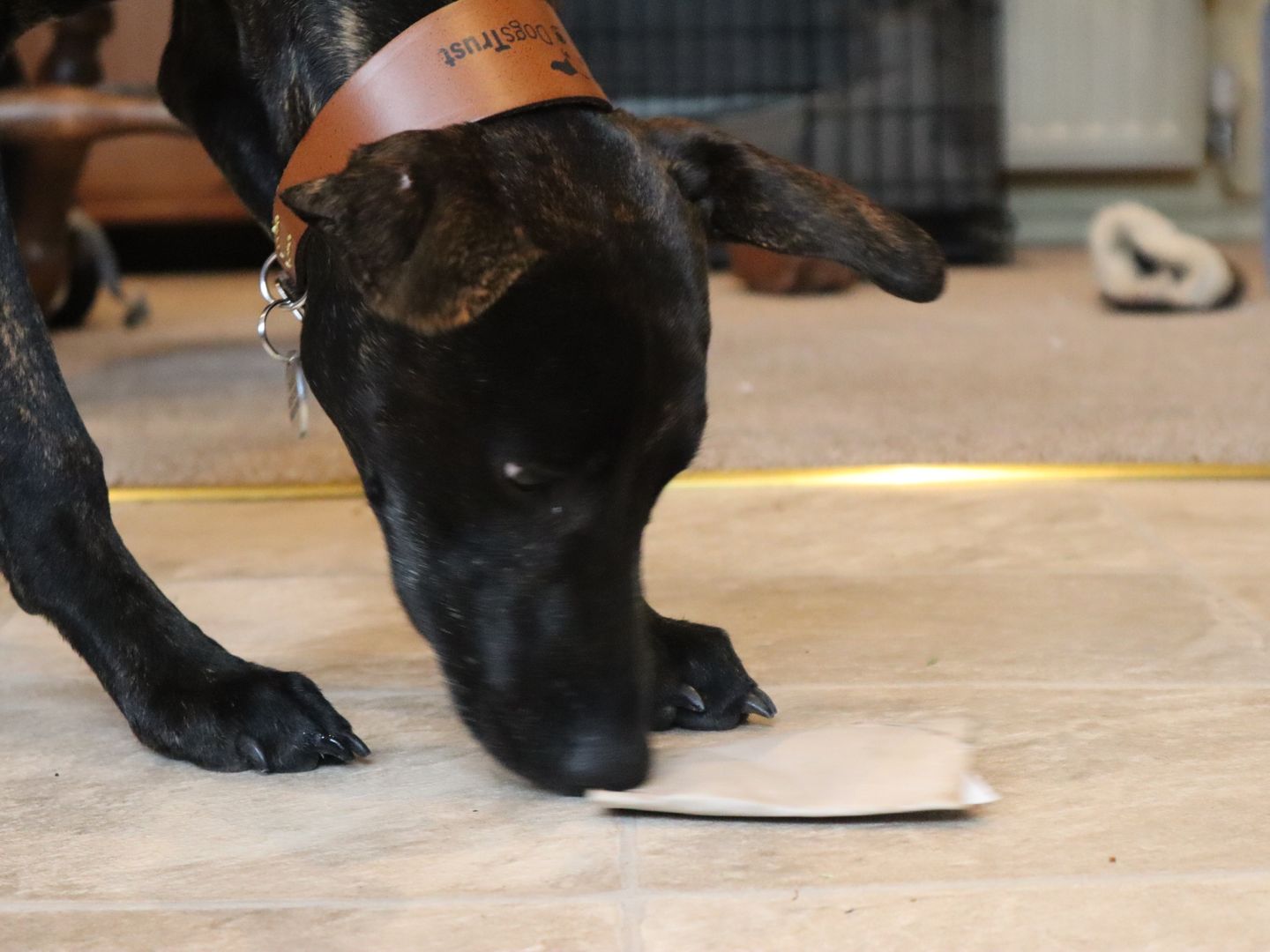 Greyhound plays with the cardboard tube dog treat pouch