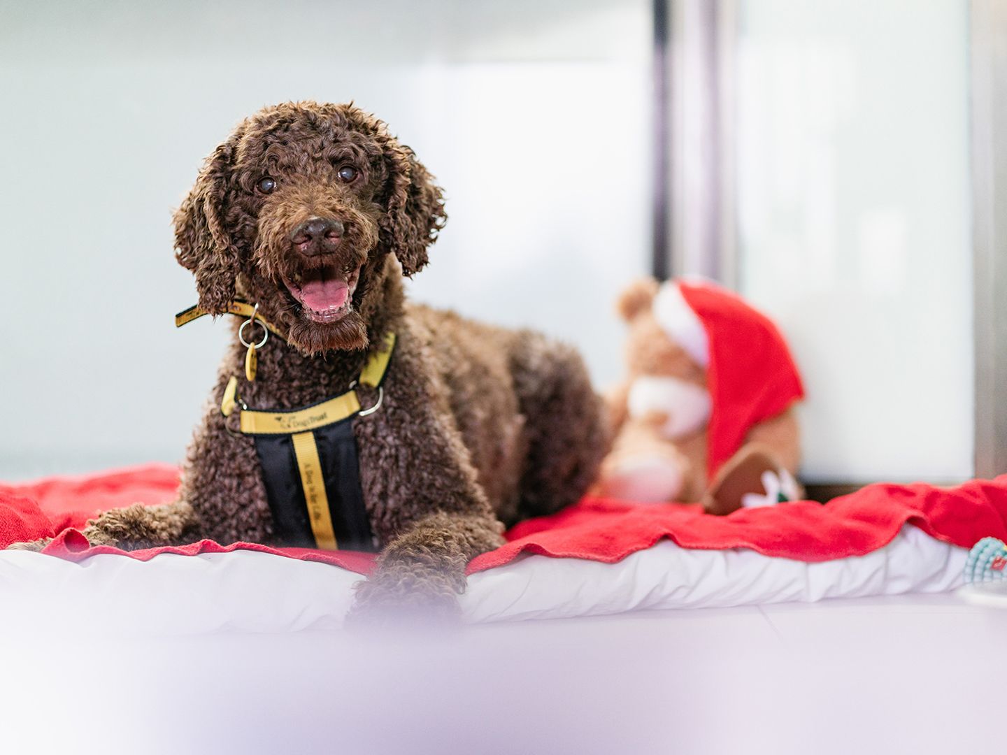 Otis the poodle is cosy and comfy on a fluffy red bed with a santa teddy bear