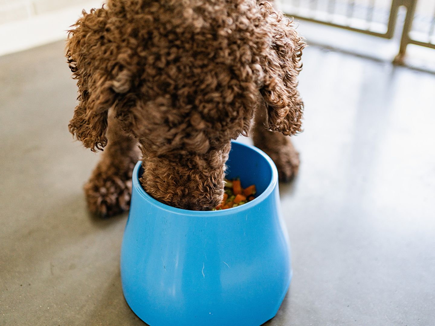 Otis the poodle eating a tasty and nutririous meal from his dog bowl