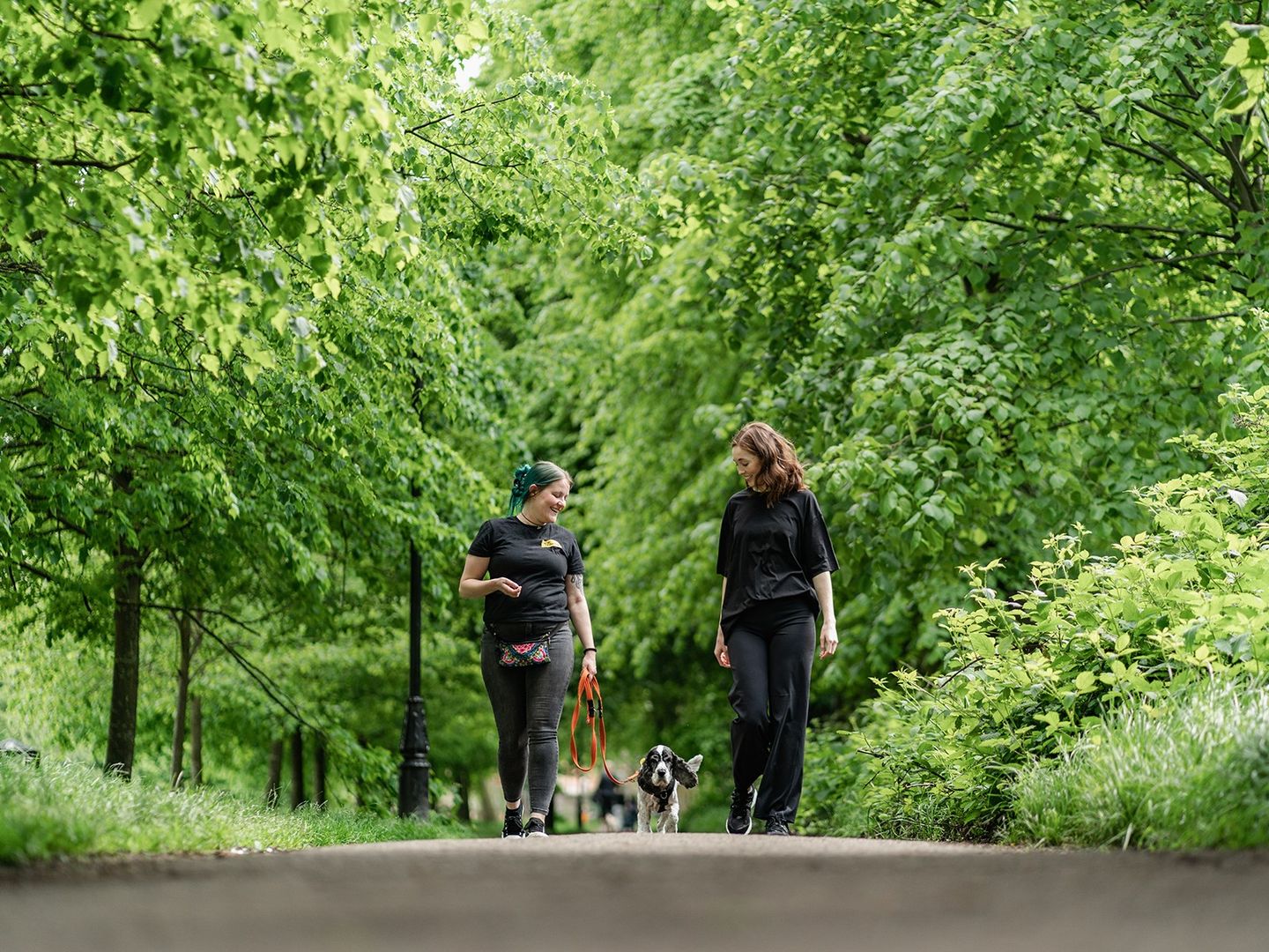 Photo of Marley the Spaniel walking with a Canine Carer and his owner