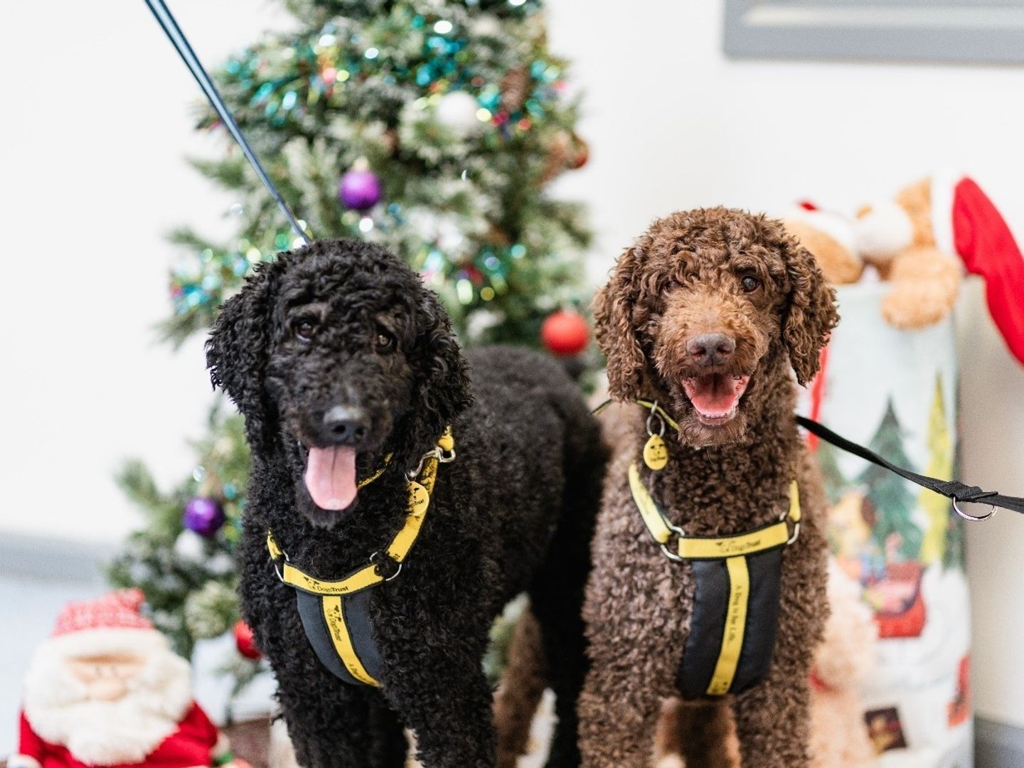  Otis and Hercules, two poodles, smile in front of a Christmassy scene