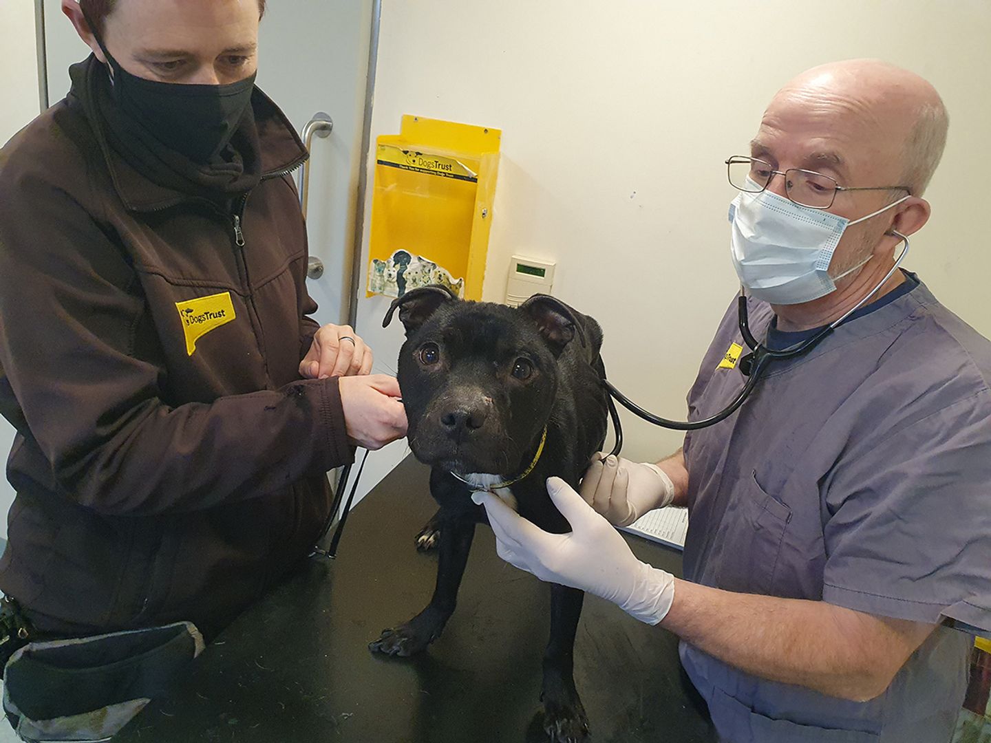 Jingle the black SBT is inspected at the vet