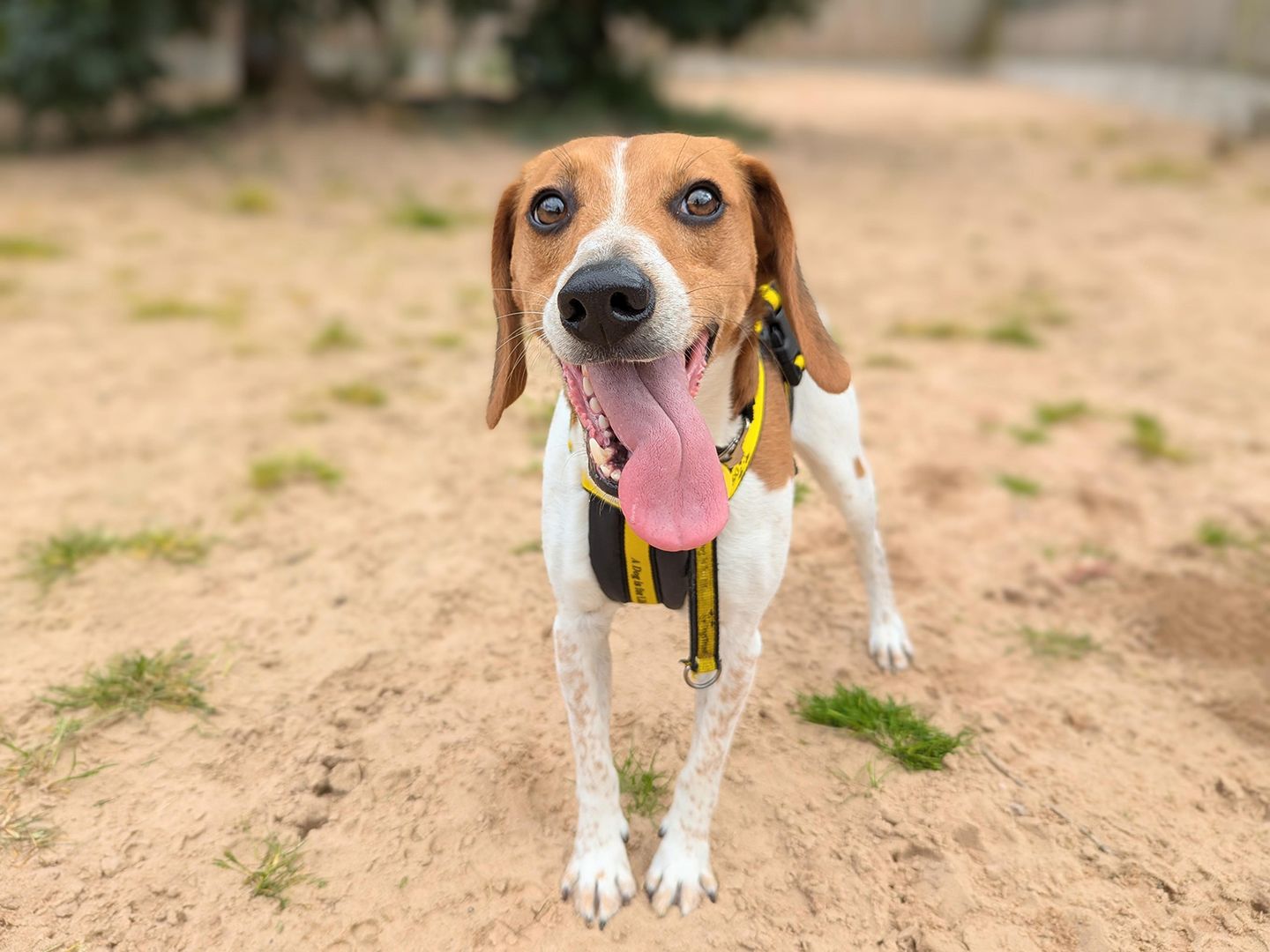 Oscar the Beagle smiles with his tongue out