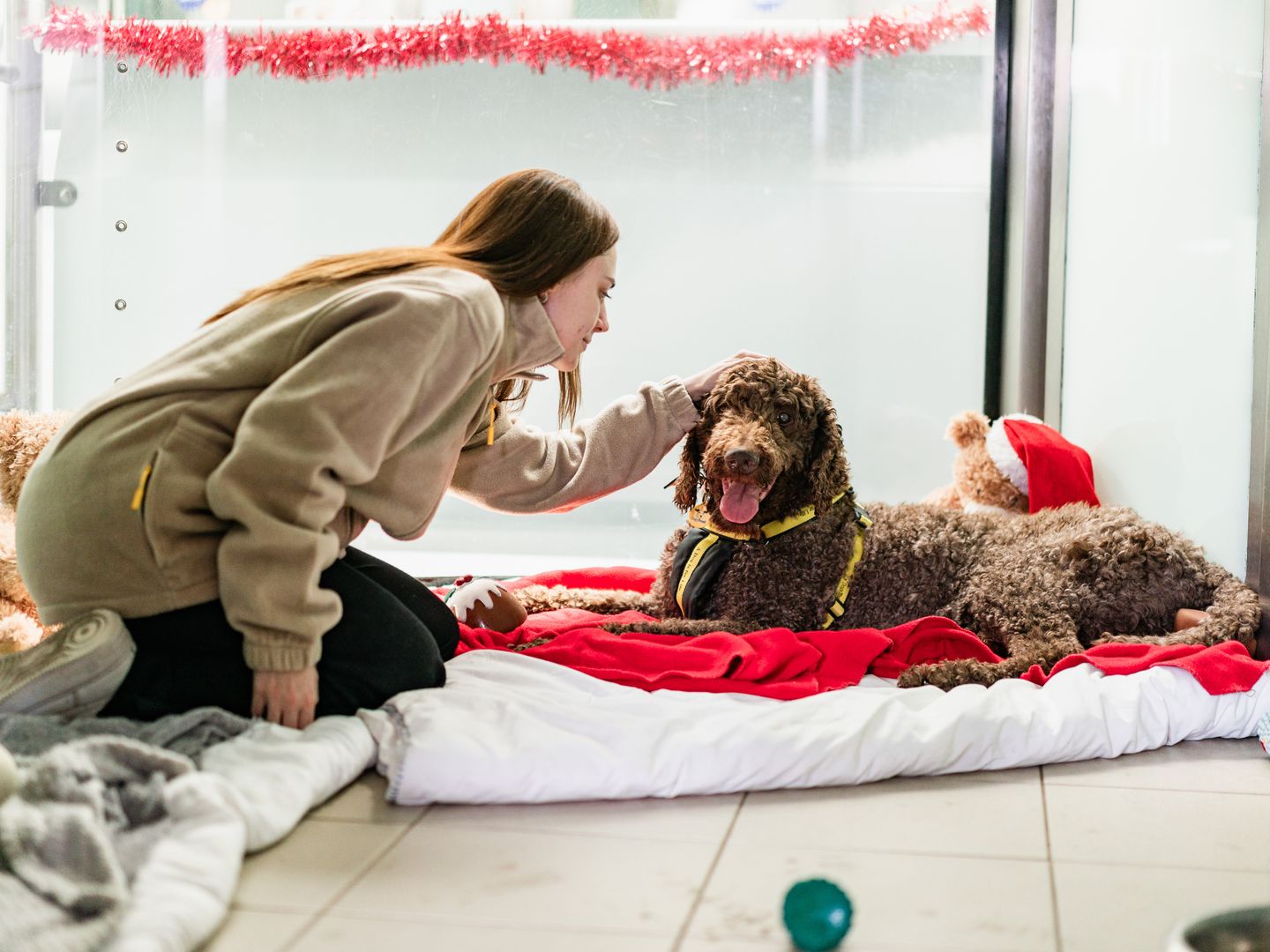 Otis the Poodle is cosy and receives fuss in a kennel