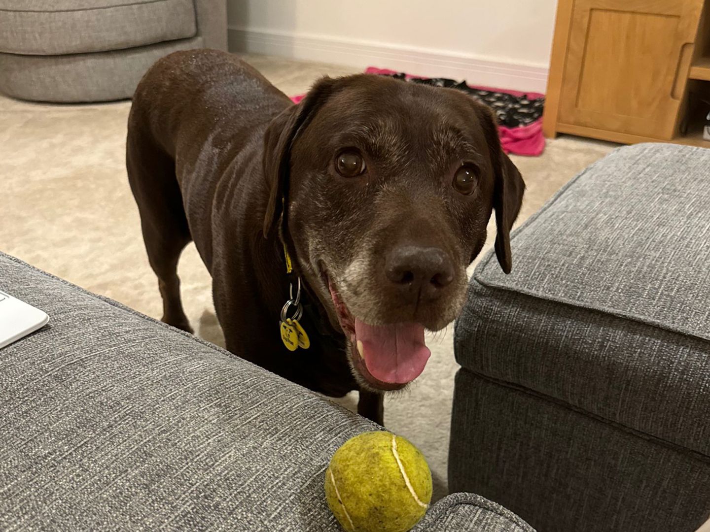 Tilly the Labrador plays with a tennis ball