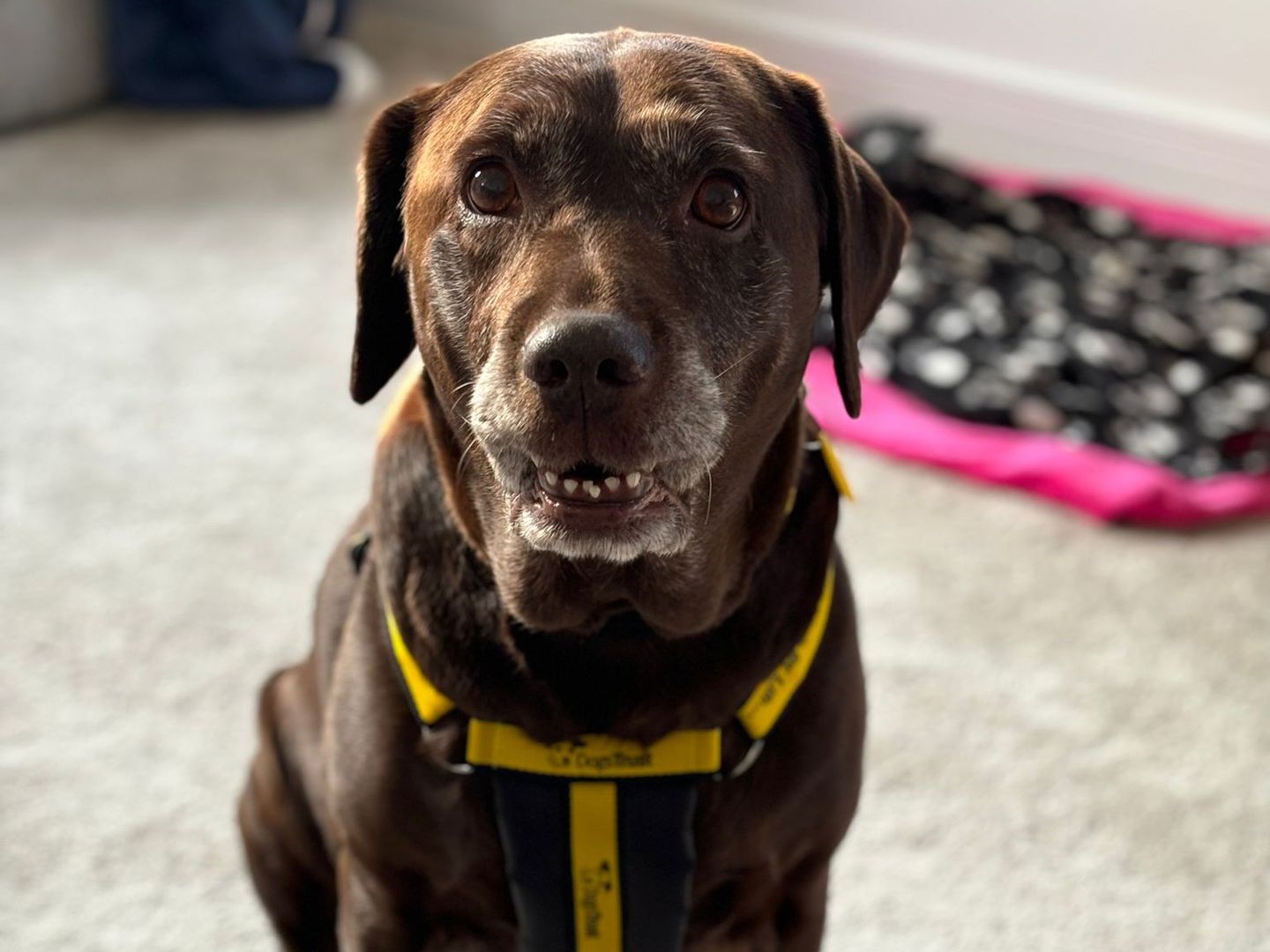 Tilly the Labrador wears a harness and sits inside a living room