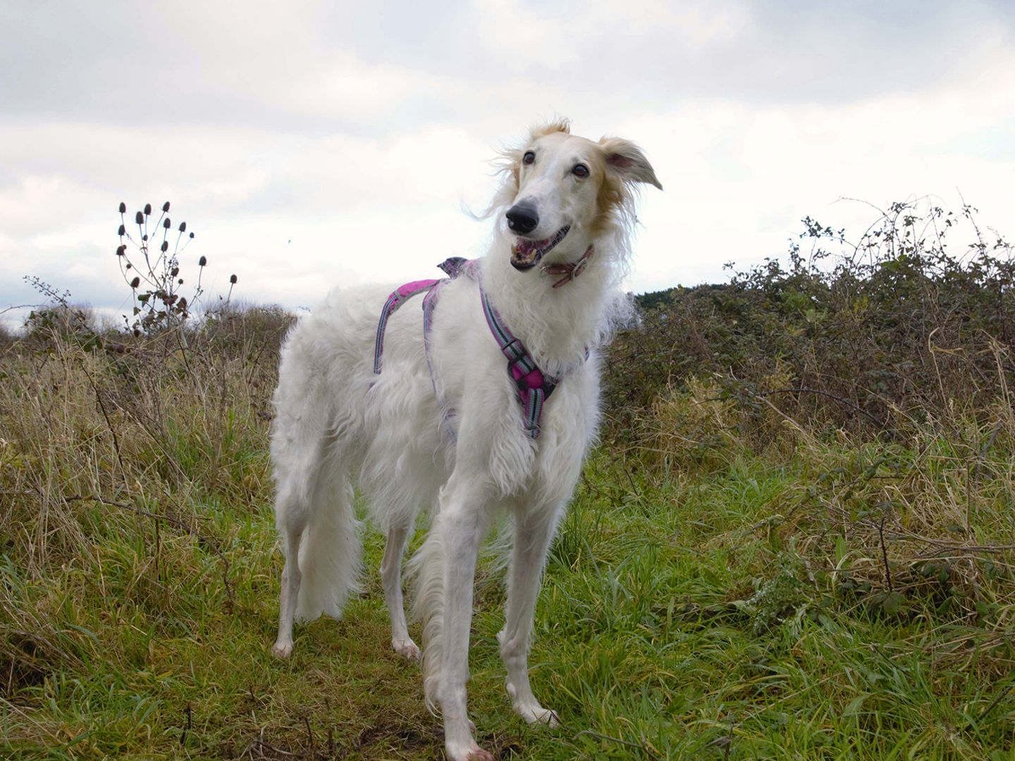 Zara the Borzoi stands in a field and smiles