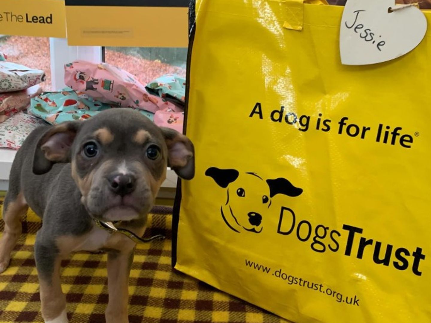 An American Bull Terrier lilac and tan coloured puppy, standing next to a big yellow dogs trust rehoming bag