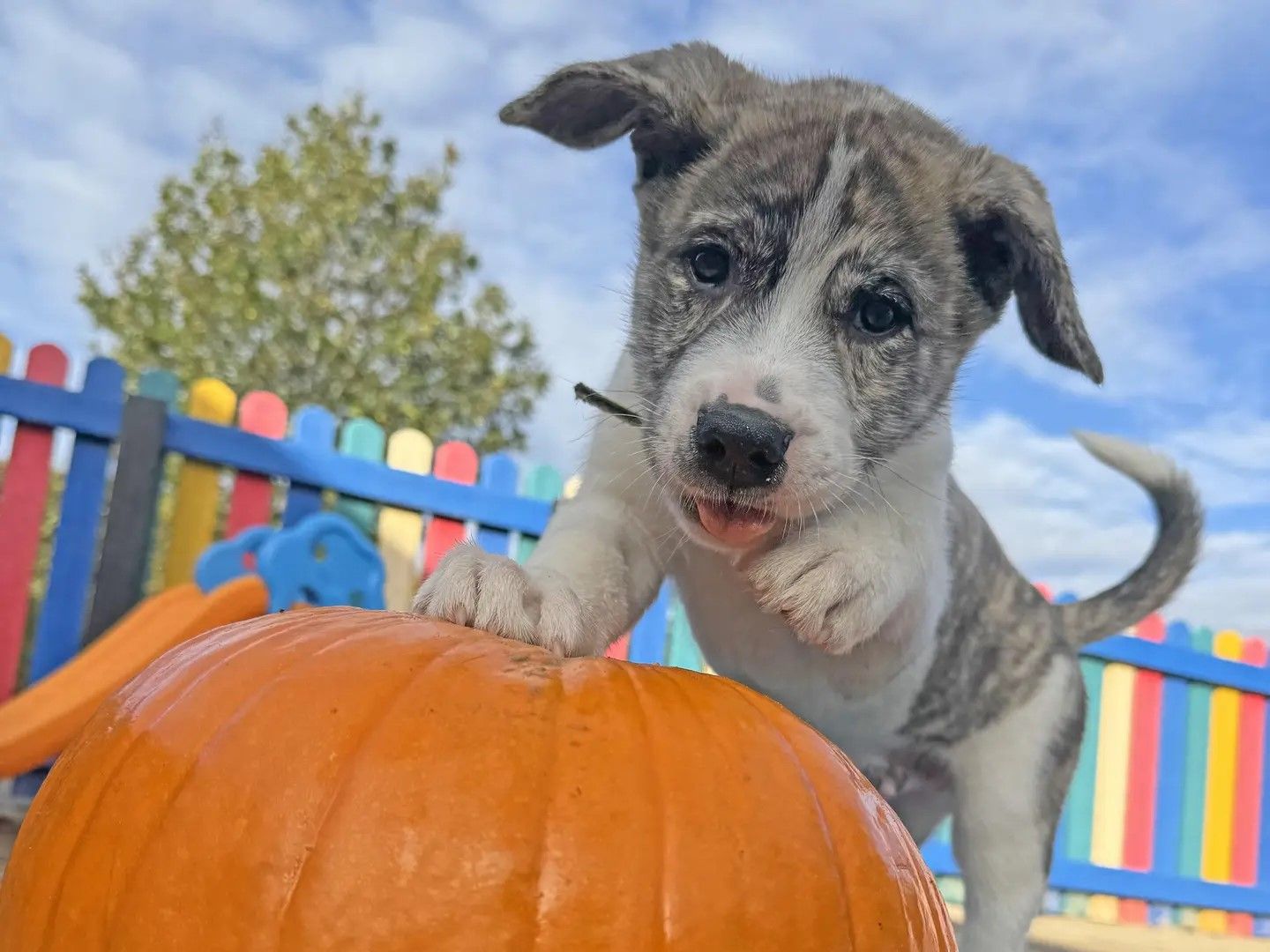 A malamute cross puppy standing on a pumpkin in a coloured play pen