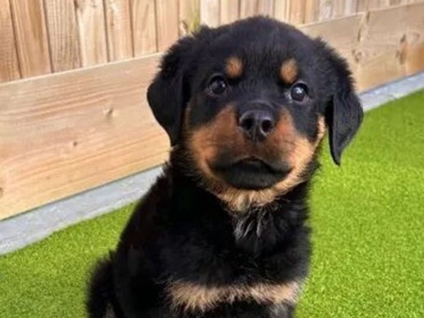 A black and tan Rottweiler puppy sitting on some green grass