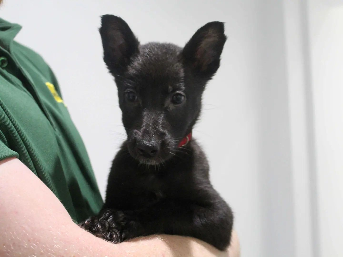 A black german shepherd cross puppy being held by someone in a green polo shirt