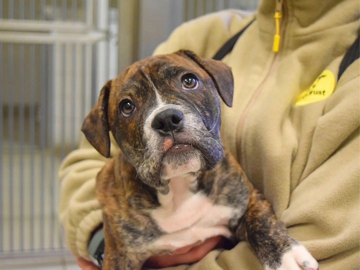 A brindle and white bulldog puppy looking up and being held