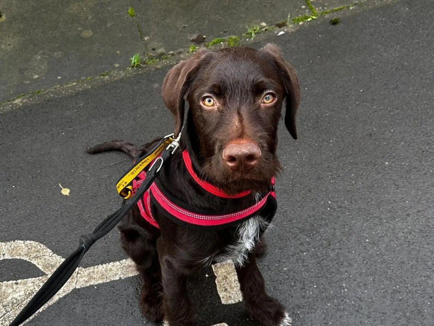 A rough-coated Dobermann and Lagotto Romagnolo puppy wearing a red harness and lead sitting on pavement