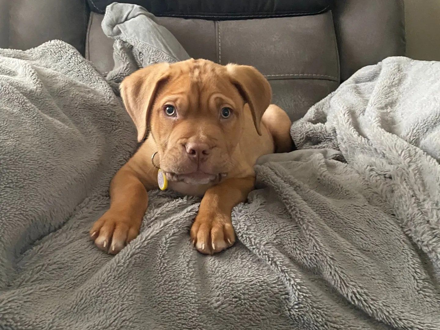 A orange Dogue de Bordeaux puppy lying on a grey blanket