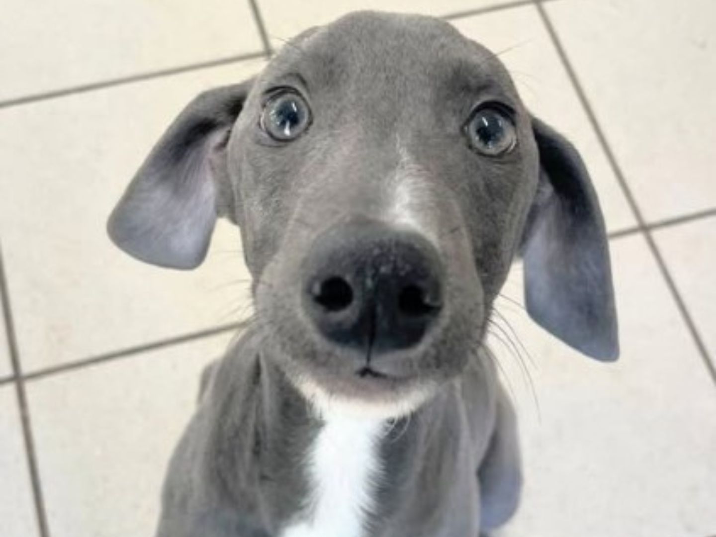 A grey lurcher puppy with grey eyes and a white chest looking up at the camera