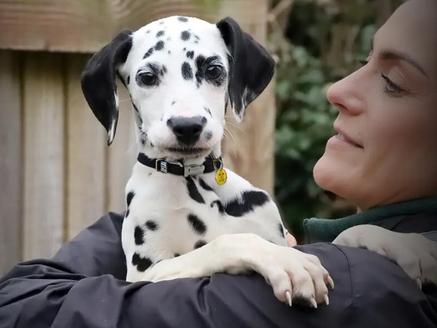 a Dalmatian puppy looking at the camera being held by a lady canine carer