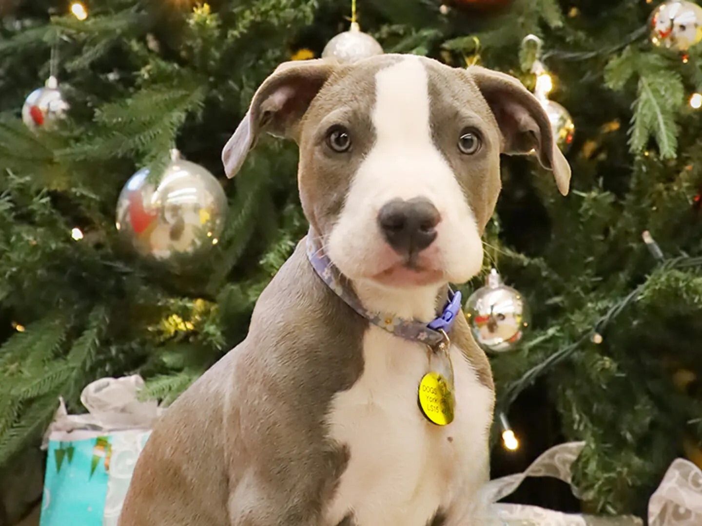 A grey and white staffie cross standing in front of a christmas tree