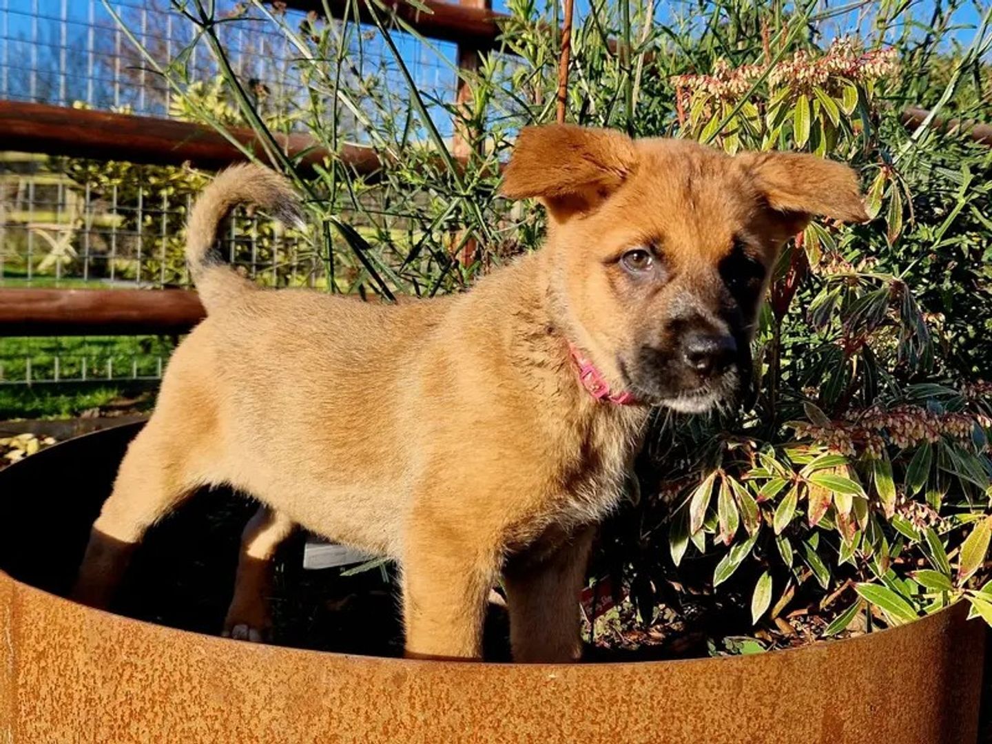 A tan akita cross puppy standing in a plant pot