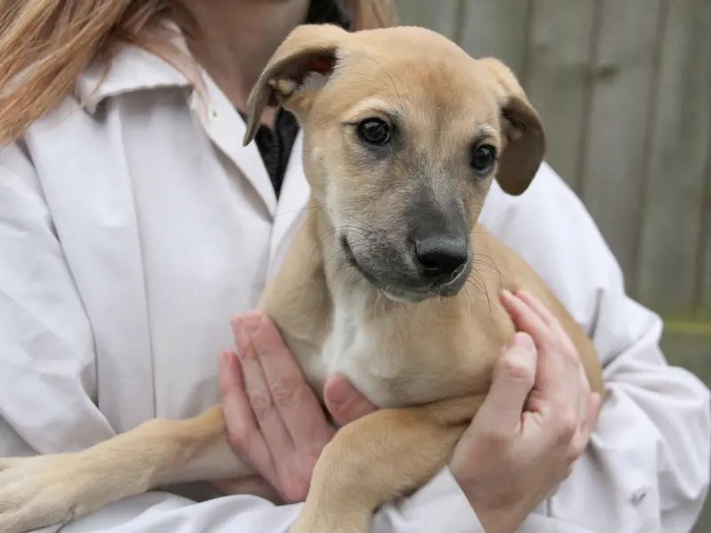 a tan lurcher puppy being held