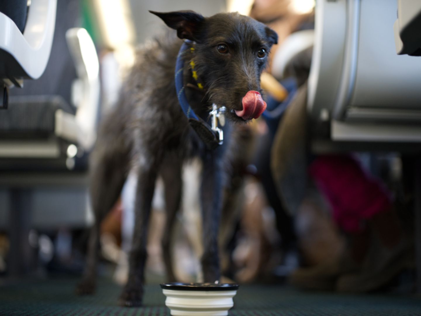 A grey rough haired lurcher standing in the aisle of a train drinking water and licking its lips