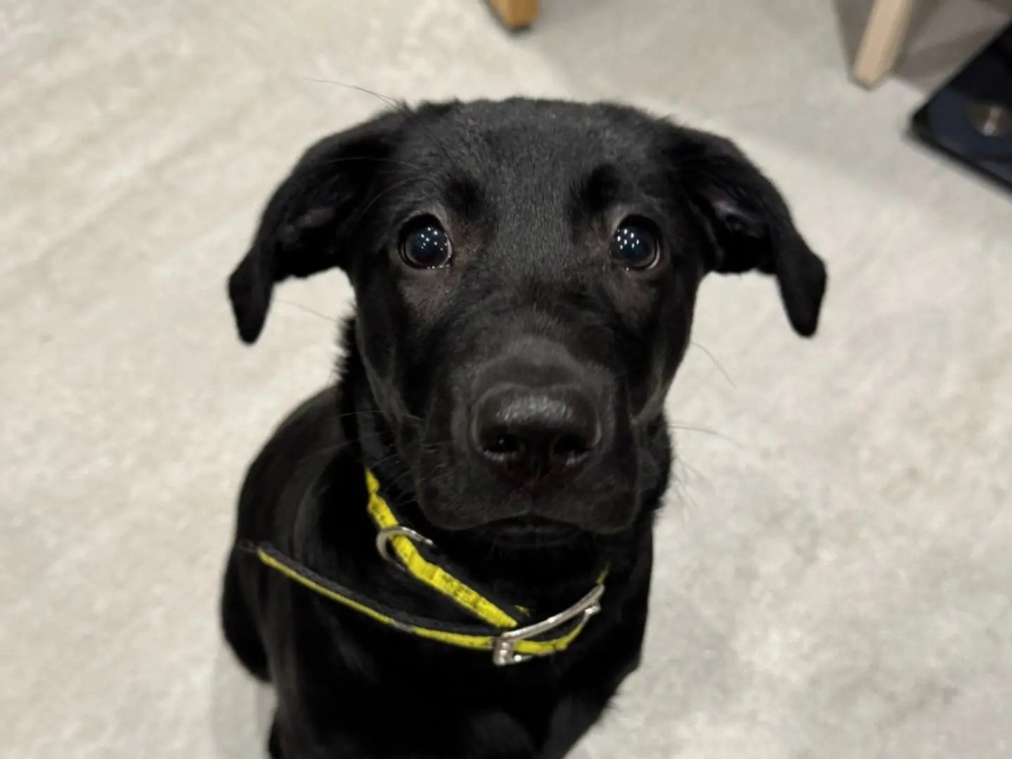 A black labrador puppy looking at the camera with puppy dog eyes and eyes flapped back