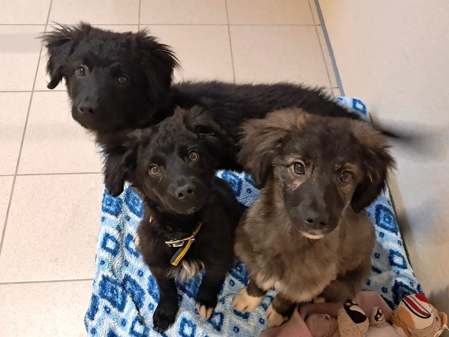 Three crossbreed retriever brown and black puppies sitting on a blue diamond blanket and looking up