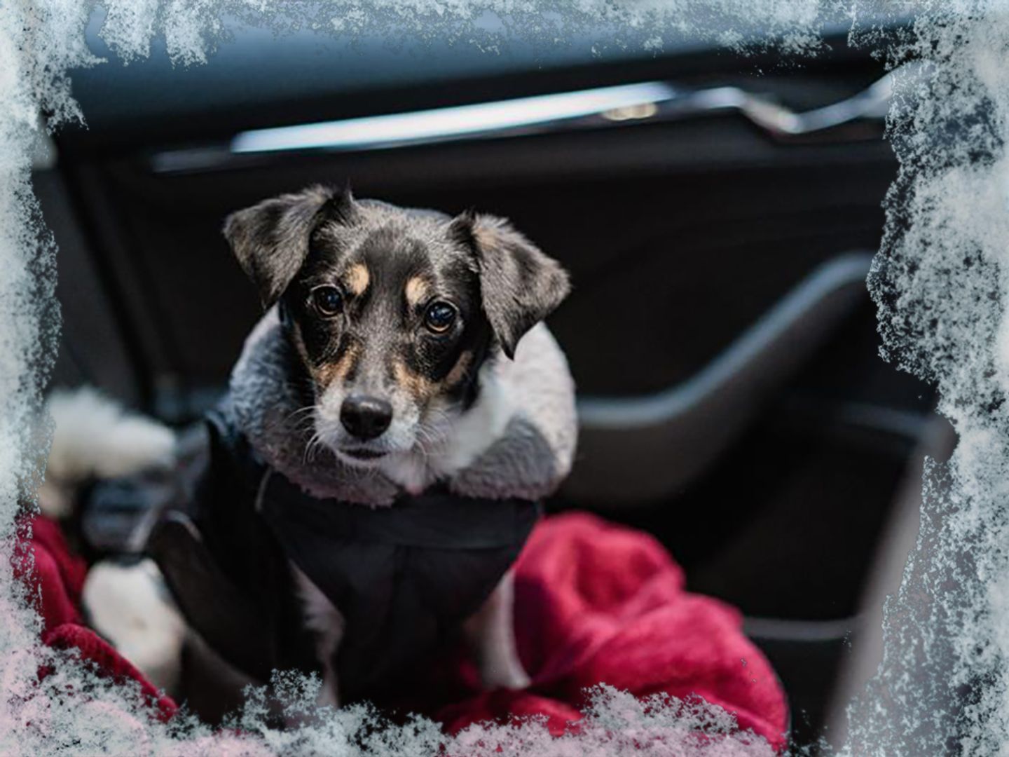 Tiny a small tri-coloured dog wearing a coat sitting on a red blanket in a car