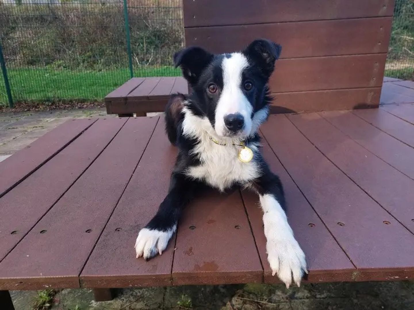 a black and white border collie laying on a brown wooden platform