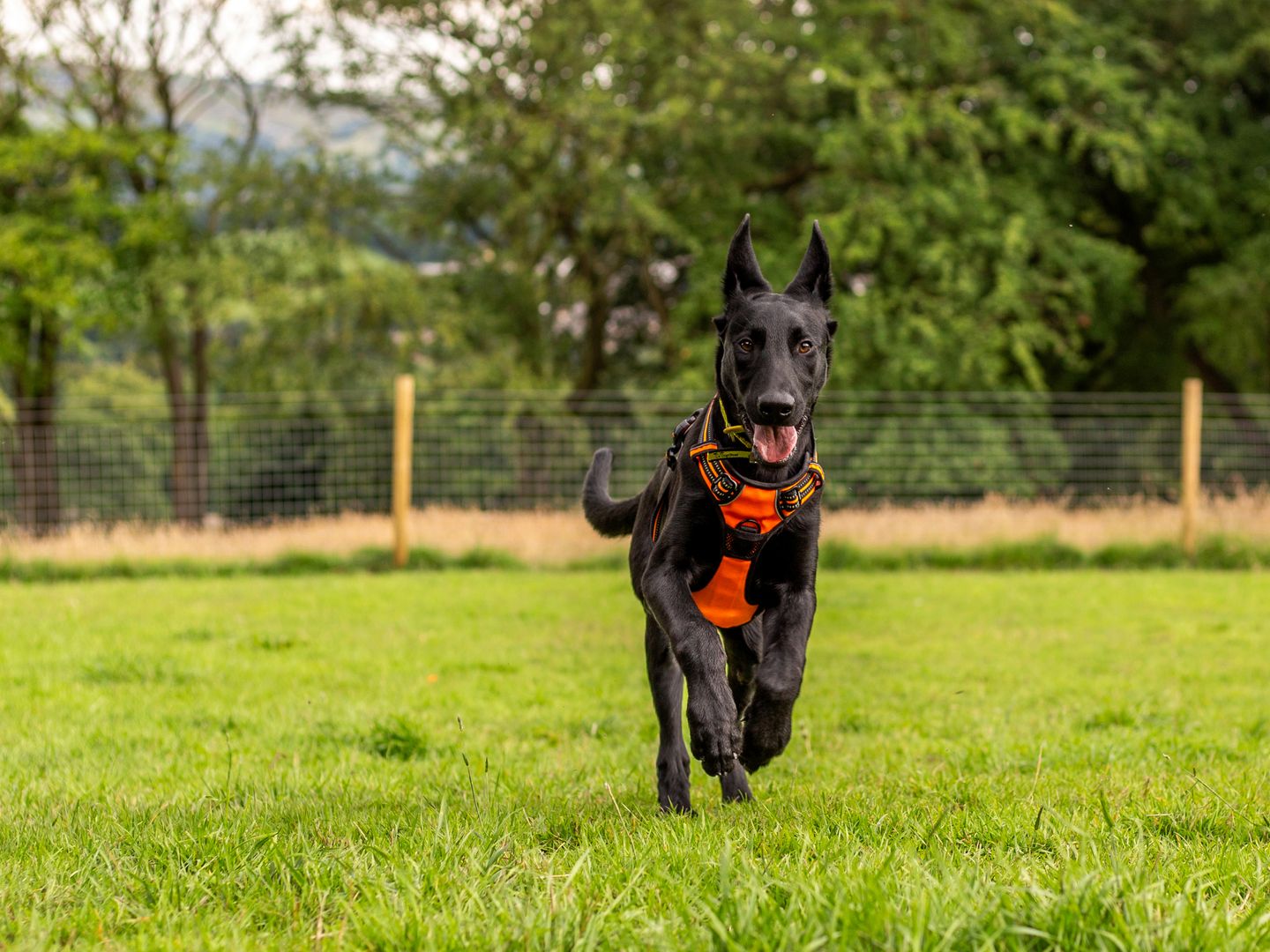 A black belgian shepherd dog running in a green field