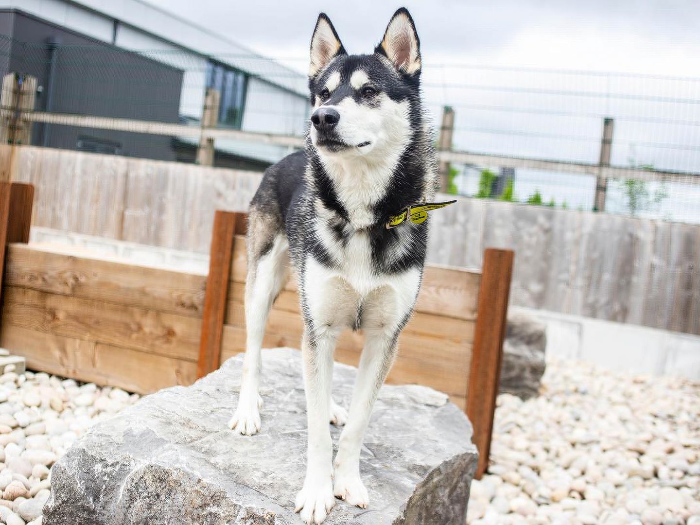 Jax a Siberian Husky standing on a rock in a sandy agility area